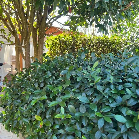 Residenza Rosa بيزا