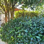 Residenza Rosa بيزا